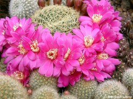Sulcorebutia albissima  